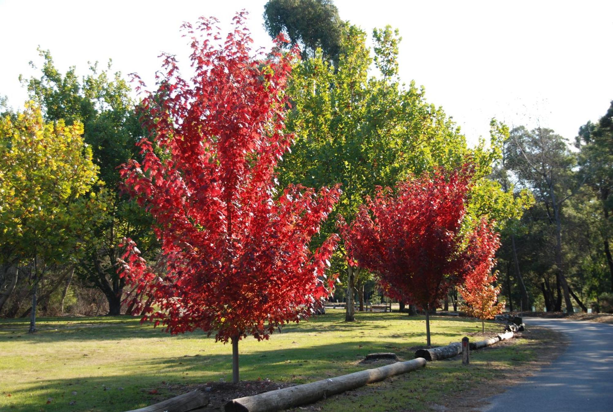 Beechworth Lake Sambell Caravan Park Экстерьер фото